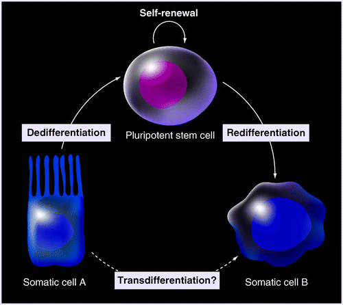 Epigenetic dedifferentiation of somatic cells into pluripotency 