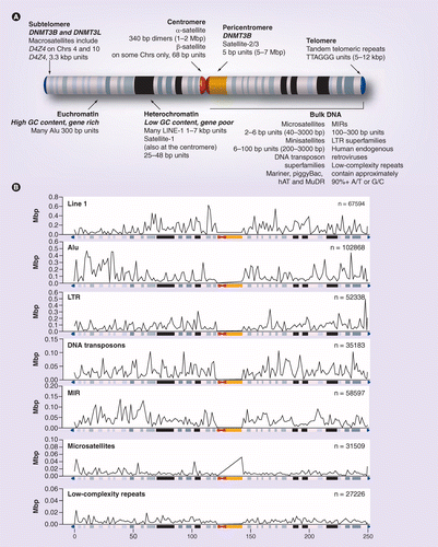Hypomethylation of repeated DNA sequences in cancer | Epigenomics
