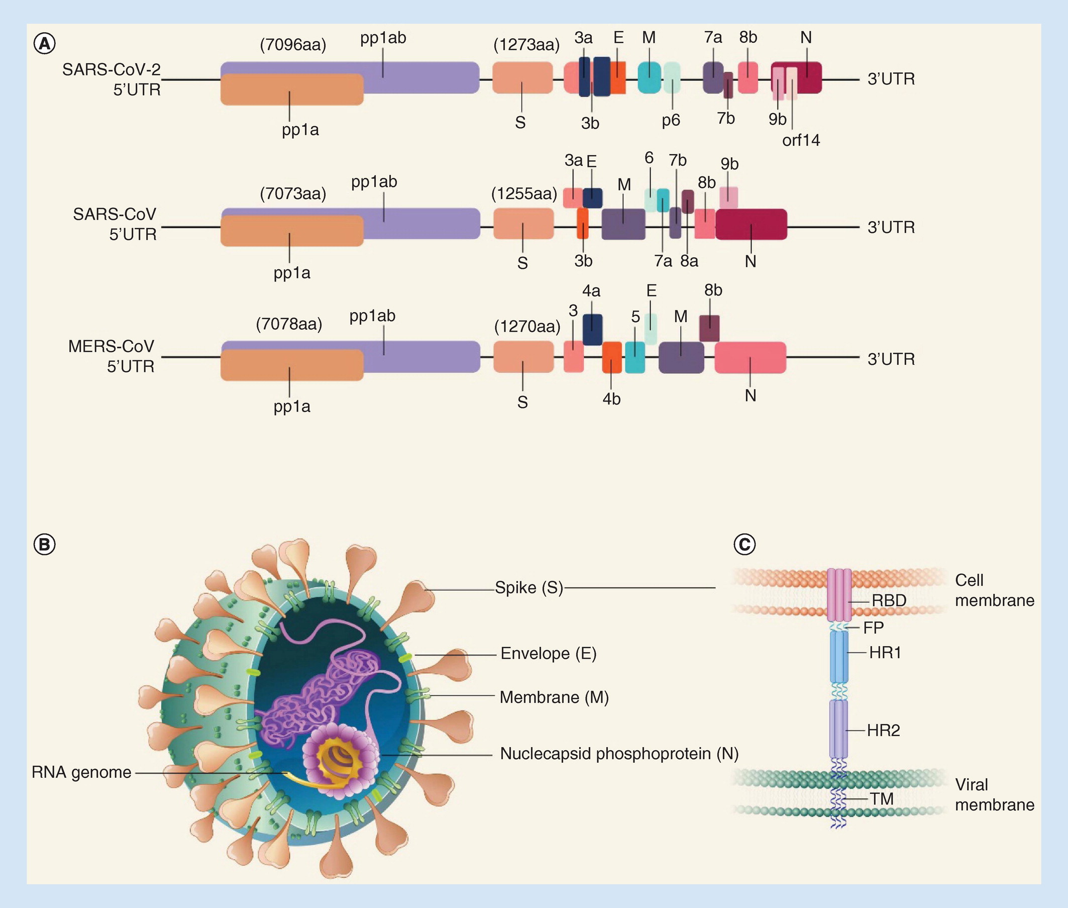 Рнк sars cov. Коронавирус SARS-cov-2. Строение генома вируса. SARS cov 2 вирус заразный ли. Ген was.