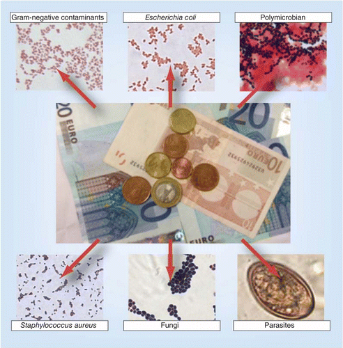 Australian Money 10 X 5  All Plastic Notes  10 x 6  Coins  Teachers Resources 