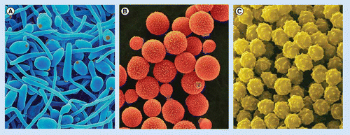 Elucidating drug resistance in human fungal pathogens | Future Microbiology