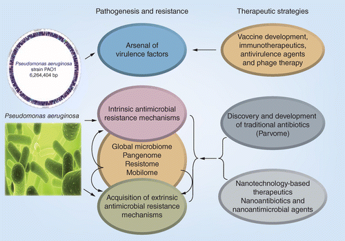 Pseudomonas Aeruginosa: Arsenal Of Resistance Mechanisms, Decades Of  Changing Resistance Profiles, And Future Antimicrobial Therapies | Future  Microbiology