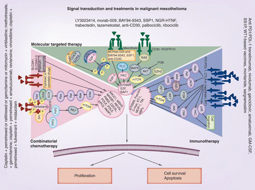 Advances In Systemic Therapy For Malignant Mesothelioma Future Perspectives Future Oncology