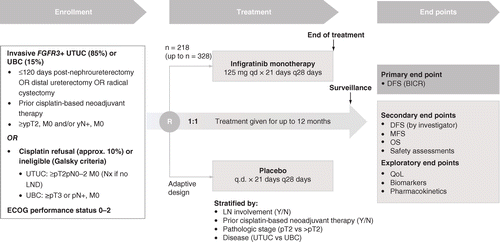 Targeting FGFR3 alterations with adjuvant infigratinib in invasive ...