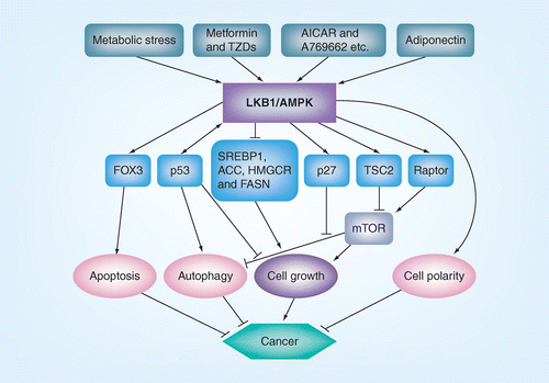 AMPK as a metabolic tumor suppressor: control of metabolism and 