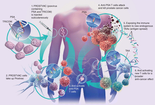 immunotherapy for prostate cancer