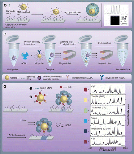 Nanoscale labels: nanoparticles and liposomes in the development 