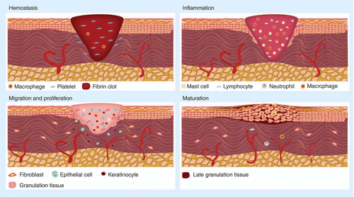 Fremskreden holdall nyt år Advanced biofabrication strategies for skin regeneration and repair |  Nanomedicine