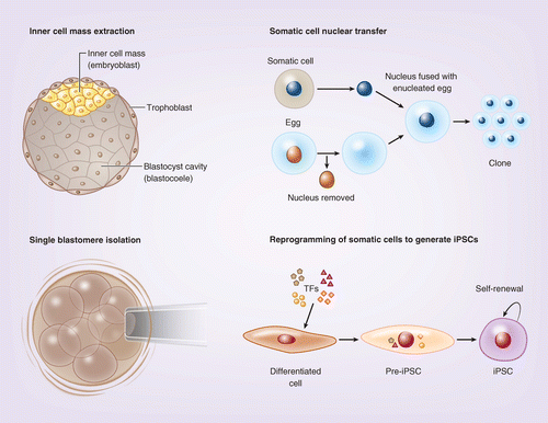 stem cells: the last 10 years | Regenerative Medicine
